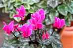 Les Cyclamens