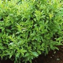 Plantes vertes, à feuillage