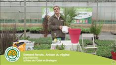 Comment et quand planter un palmier ? 