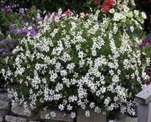 Bidens à feuilles de férule 'Pirate Pearl'
