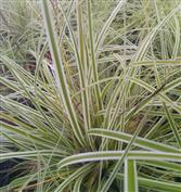 Carex 'Everest'