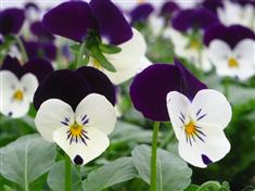 Pensée à petites fleurs